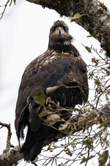 Juvenile bald eagle sitting on a tree branch