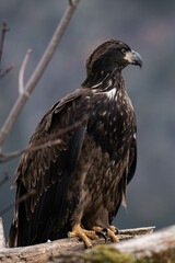Juvenile bald eagle sitting on a tree branch