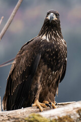 Juvenile bald eagle sitting on a tree branch
