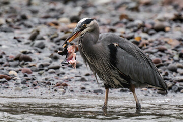 Great blue heron on a riverbank