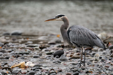 Great blue heron on a riverbank