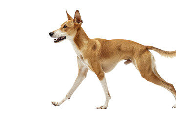 Obraz premium Hyperrealistic Kiang Isolated on a Pure White Background for Wildlife and Nature Art Projects