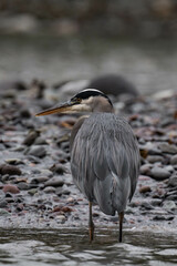 Great blue heron on a riverbank
