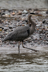 Great blue heron on a riverbank