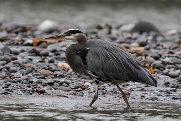 Great blue heron on a riverbank