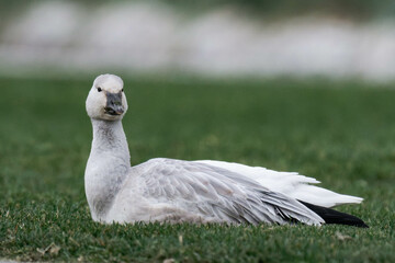 Snow goose (Anser caerulescens) on some grass