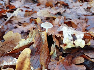 Poisonous white small mushroom on a thin leg hid in yellow fallen forest leaves. Mushroom picking theme and poisonous mushrooms found in the autumn in the forest.