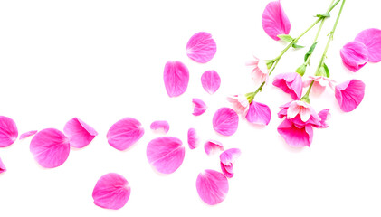 pink tulips isolated on white