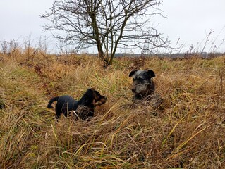 One young and one old dog in yellow tall grass on the hunt. Two black dogs sit in tall thick autumn yellow grass on the background of a tree without leaves.