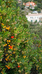 Ripe colorful fruits and flowers of wild strawberry tree (Arbutus unedo) in autumn. An evergreen shrub in Bormes Les Mimosas, France.