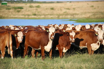 cows in a pasture