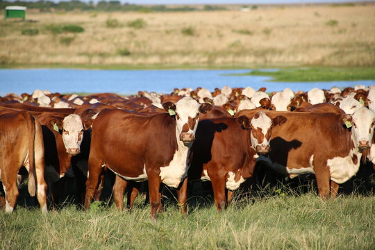 cows in a pasture