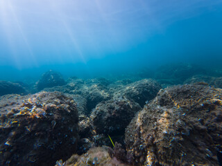 Underwater landscape, azure Mediterranean sea through which daylight passes and rocky bottom.