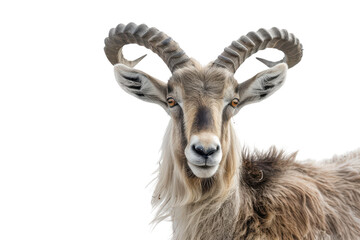 Obraz premium Stunning Hyperrealistic Markhor Isolated on Pure White Background for Educational and Art Usage