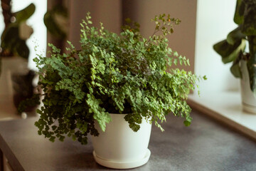 Fragrans fern plant (Adiantum raddianum)