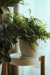 Fragrans fern plant (Adiantum raddianum)