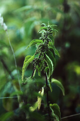 green stinging nettle herb