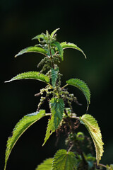 green stinging nettle herb