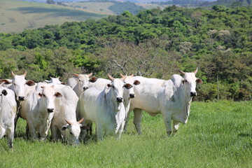 Fototapeta premium Brazilian livestock