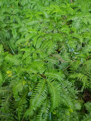 fern leaves