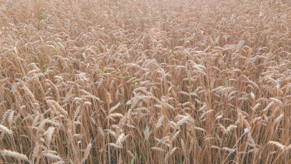 Golden ears of wheat sway in wind in farm field. Agriculture, farming and rich harvest concept. Slow motion.