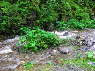 A crystal-clear mountain stream flows through a lush forest