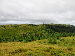 Obraz premium Mountain meadow covered in golden grass