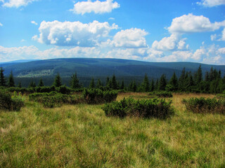 Lush green meadow with mountain peaks in the background