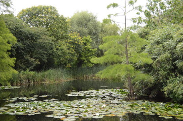 Lakes at Cambridge Botanic Gardens