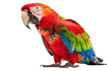 Fototapeta premium Stunning Hyperrealistic Scarlet Macaw Isolated on a Pure White Background Perfect for Nature and Wildlife Illustrations