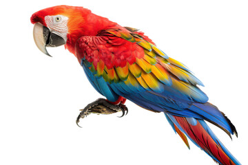 Fototapeta premium Stunning Hyperrealistic Image of a Scarlet Macaw Capturing the Vibrant Colors and Intricate Feather Patterns in Detail for Wildlife Enthusiasts