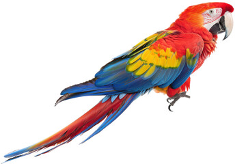 Stunning Side Profile of a Hyperrealistic Scarlet Macaw Displaying Its Vibrant Wing Colors for Art and Nature Projects