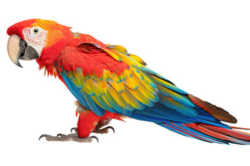 Obraz premium Stunning Side Profile of a Hyperrealistic Scarlet Macaw Displaying its Vibrant Wings Against a Natural Background