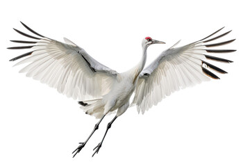 Obraz premium Hyperrealistic Capture of a Siberian Crane in Flight with Wings Outstretched, Ideal for Nature and Wildlife Enthusiasts