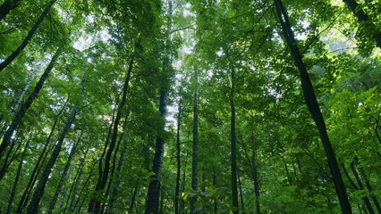 Green forest trees with sunbeams and deep woods sun rays shimmer. Sunbeams peeking through forest trees in early autumn shades. Time lapse.