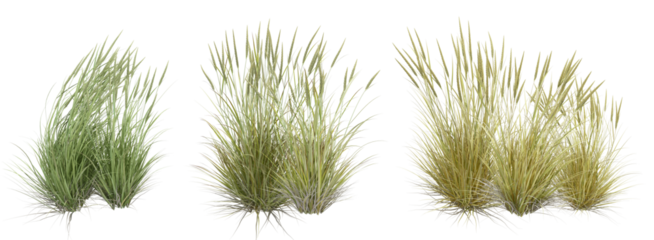 Bush of reen grass isolated on white background