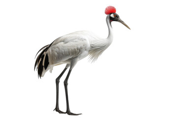 Obraz premium Hyperrealistic Side Profile of a Siberian Crane Showcasing Its Beautiful Red Features, Ideal for Nature and Wildlife Illustrations