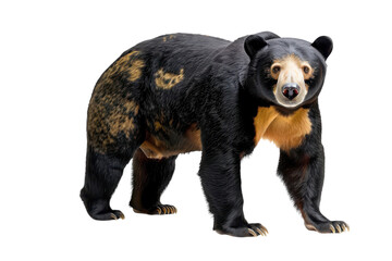 Fototapeta premium Hyper-realistic depiction of a sun bear isolated on a pure white background, perfect for educational and wildlife awareness campaigns.