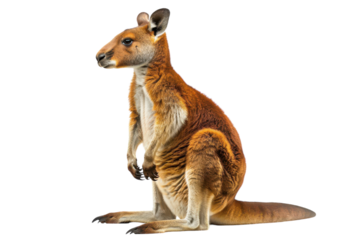 Hyperrealistic Tree Kangaroo Isolated on Pure White Background: Perfect for Wildlife and Nature Projects