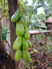 Averrhoa bilimbi is a fruit-bearing tree