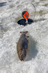 
A freshly caught fish lies on ice near an ice fishing hole equipped with a tip-up mechanism featuring an orange flag. The frozen surface and snow indicate a cold winter fishing setting