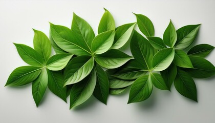 Fototapeta premium green leaves background