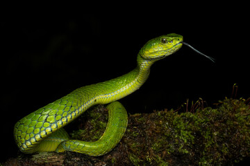 Large scaled Pit viper ( Craspedocephalus macrolepis ) is a pit viper endemic to western ghats of India 