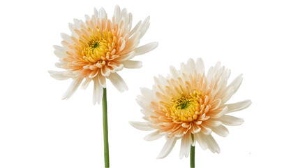 PNG fresh natural yellow and white summer flowers