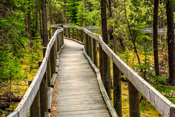 A wooden walkway in a forest with trees on both sides