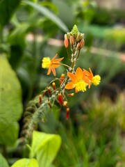 Vibrant wildflowers in focus