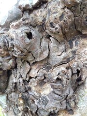 プラタナスの幹 (クローズアップ)