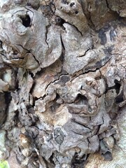 プラタナスの幹 (クローズアップ)