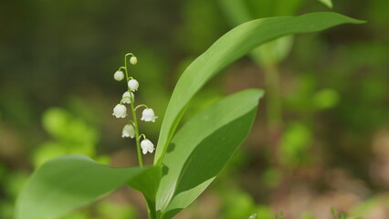 Lilies of valley in forest wind shakes. Convallaria majalis. Blossoming flowers of lily of valley. Slow motion.