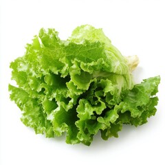 Fresh green leaf lettuce isolated on white background.